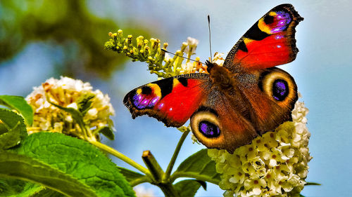 Close-up of bee pollinating on flower