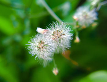 Close-up of white dandelion flower