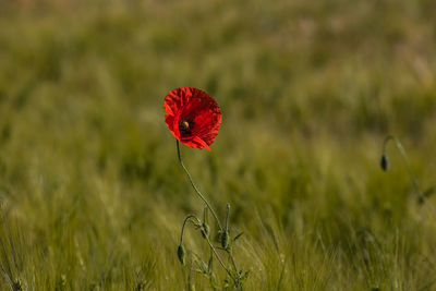 Close-up of red flower on field