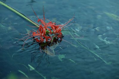 High angle view of crab in lake