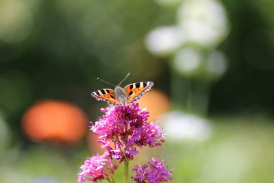 Close-up of butterfly pollinating on purple flower