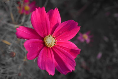 Close-up of pink flower