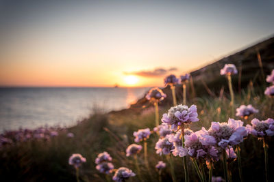 Close-up of purple flowering plants by sea against sky during sunset