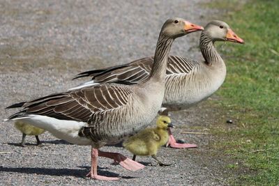 Mallard duck on land