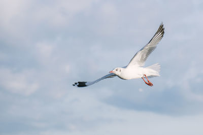 Seagull flying against cloudy sky