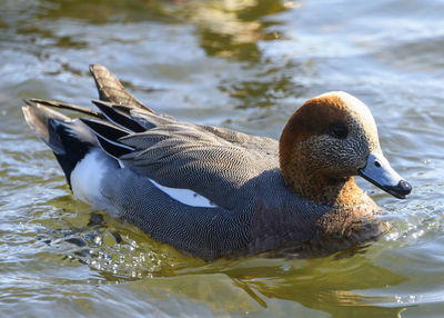 Close-up of duck swimming in lake