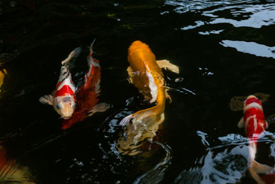 Fish swimming in lake