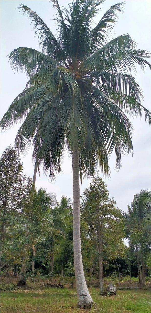 tree, plant, tropical climate, palm tree, borassus flabellifer, nature, sky, produce, growth, beauty in nature, environment, tree trunk, date palm, food, trunk, tropical tree, leaf, no people, land, outdoors, green, tranquility, fruit, coconut palm tree, cloud, landscape, travel destinations, scenics - nature, day, palm leaf, low angle view, idyllic, food and drink, travel, grass, date palm tree, tranquil scene