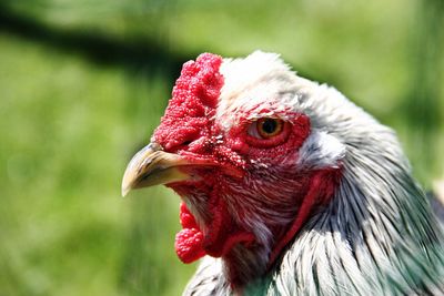 Close-up of rooster