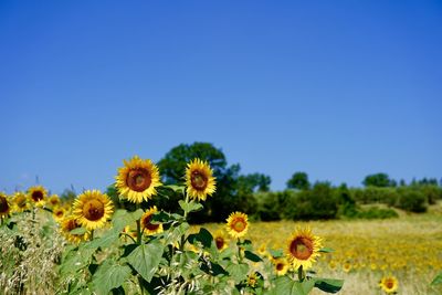 Sunflowers growing on field against clear sky