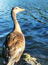 Close-up of a duck in lake