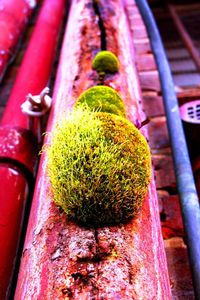 Close-up of plant