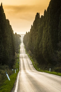 Viale dei cipressi - the avenue of cypress pines, from the village of bolgheri,  tuscany, italy