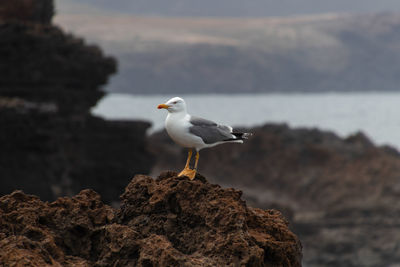 Seagull perching on rock