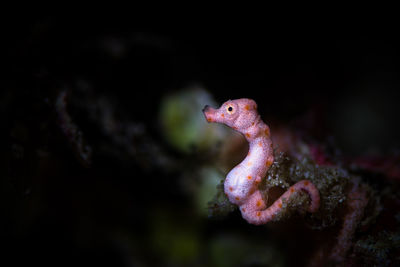 Close-up of starfish in sea