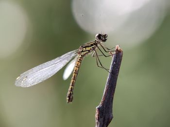 Close-up of dragonfly on plant