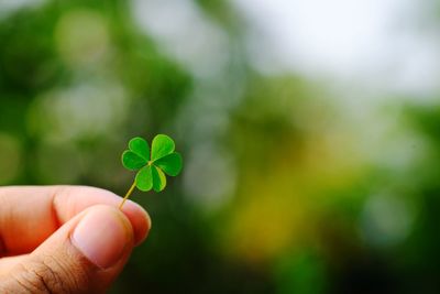 Close-up of person 7holding small plant