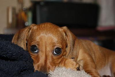 Close-up portrait of dog at home