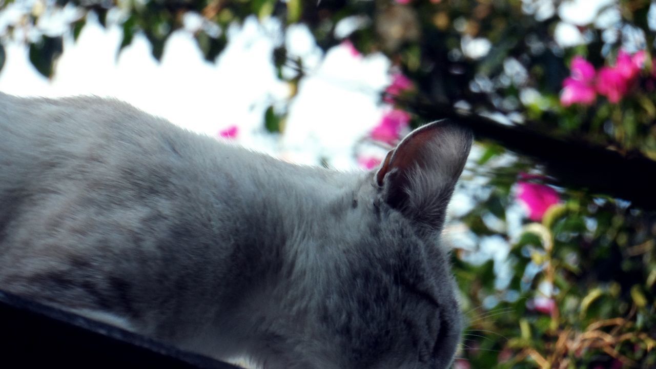 CLOSE-UP OF CAT LOOKING AT CAMERA