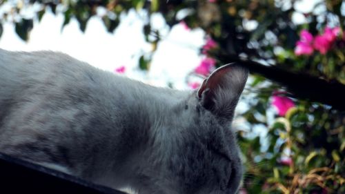 Close-up of a cat