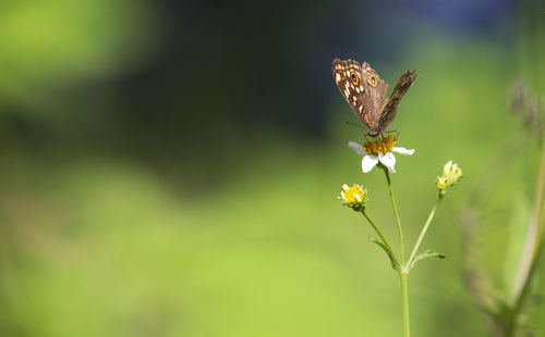 Close-up of butterfly pollinating on flower