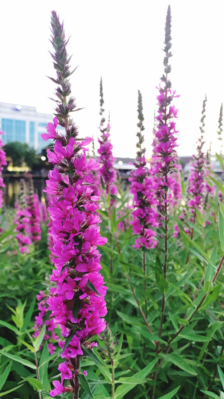 CLOSE-UP OF PURPLE FLOWERING PLANT ON FIELD