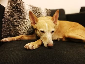Close-up portrait of dog relaxing at home