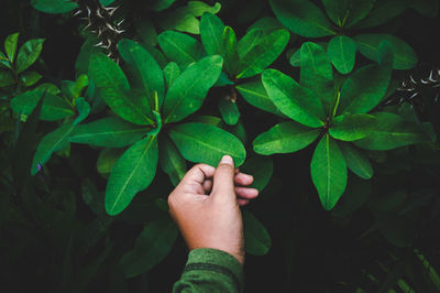 Close-up of hand touching plant at park