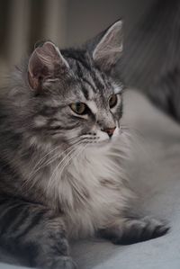 Close-up portrait of cat