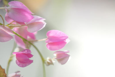 Close-up of pink flowering plant