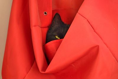 Close-up portrait of a cat hiding face