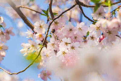 Low angle view of cherry blossoms in spring