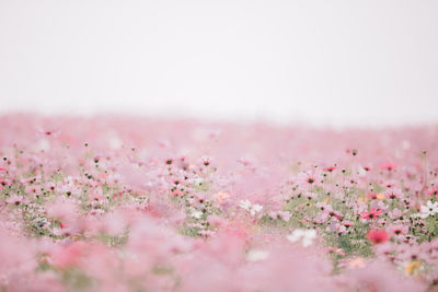 Close-up of pink cosmos flowers blooming on field against clear sky