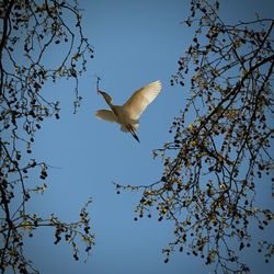 Low angle view of birds flying in sky