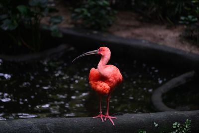 Bird perching on a lake