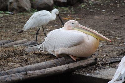 Close-up of pelicans in zoo