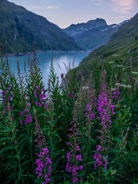 Purple flowering plants by mountains against sky