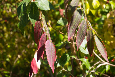 Close-up of autumnal leaves against blurred background