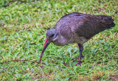 Close-up of a bird on field
