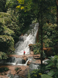 Scenic view of waterfall in forest