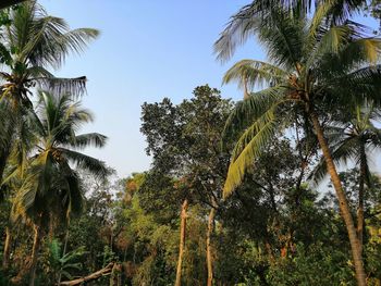 Palm trees against clear sky