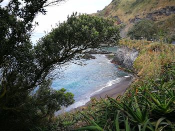 Scenic view of sea against trees