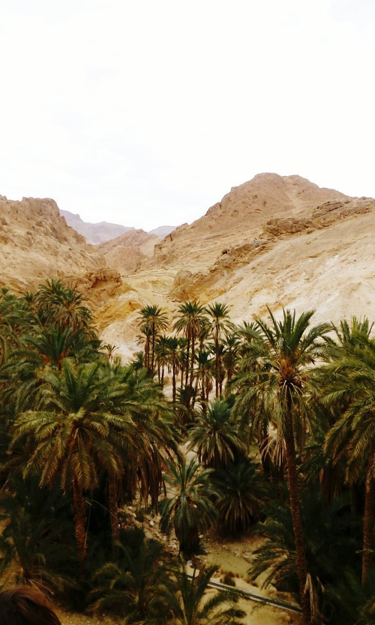 PALM TREES ON DESERT AGAINST SKY