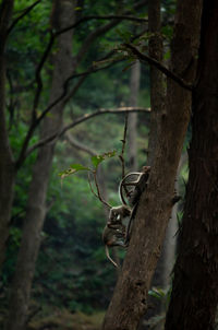 View of a tree in a forest