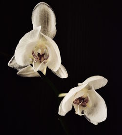 Close-up of flower against black background