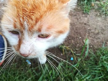 Close-up of a cat