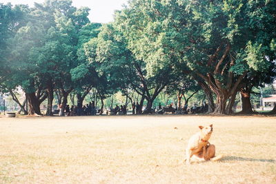 Dog in park