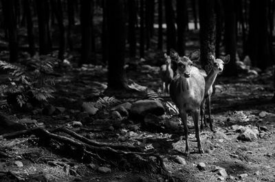 Deer in forest