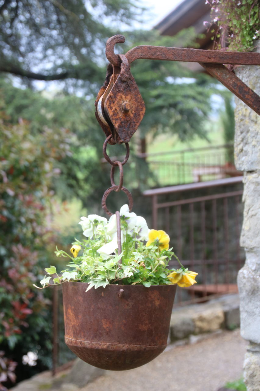 CLOSE-UP OF POTTED PLANT HANGING FROM METAL IN YARD
