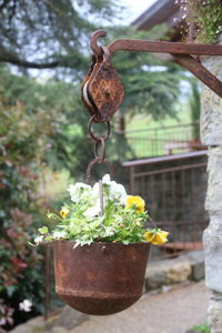 Close-up of potted plant in pot